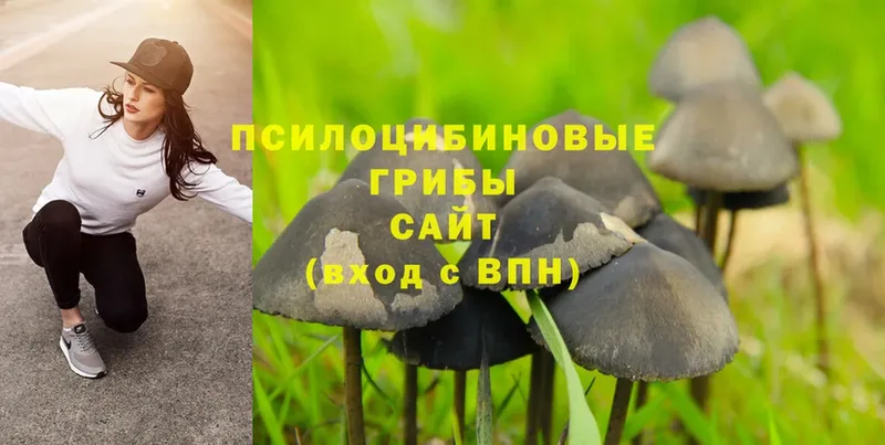 Псилоцибиновые грибы Psilocybe  Любань 